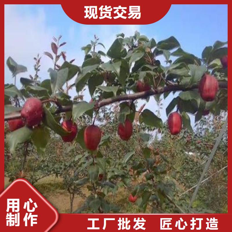 梨树嘎啦苹果满足您多种采购需求