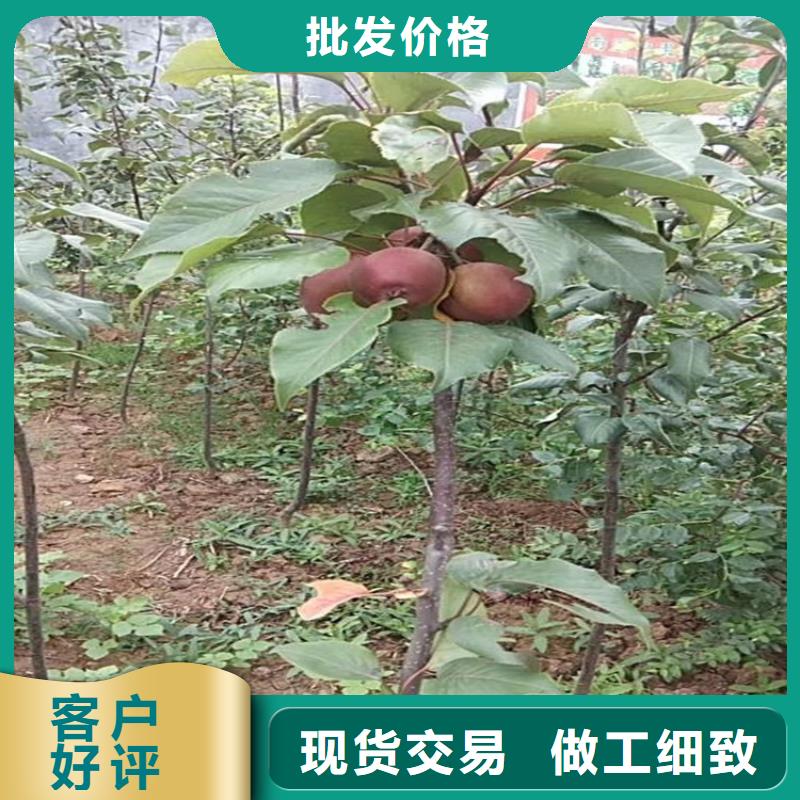 梨树嘎啦苹果满足您多种采购需求