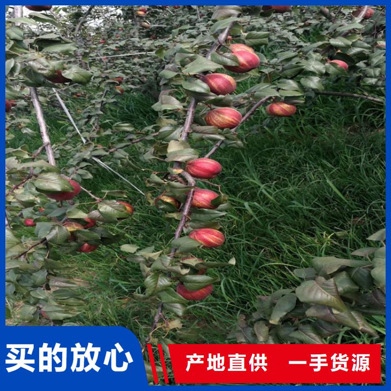 梨树嘎啦苹果满足您多种采购需求