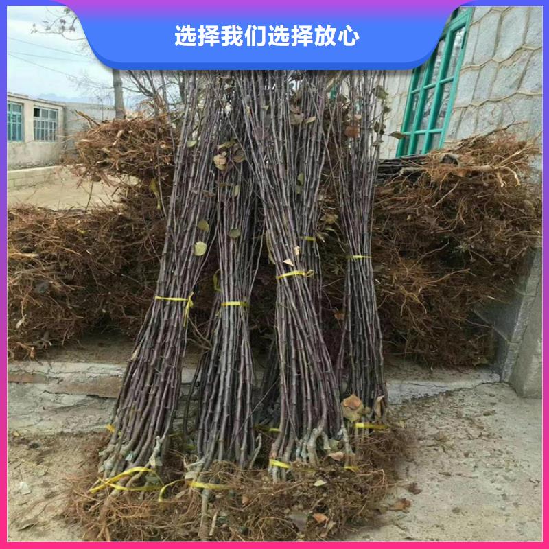 梨树-草莓苗高品质诚信厂家
