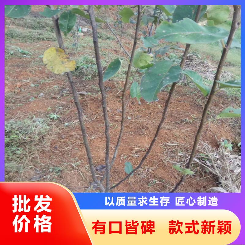 梨树嘎啦苹果满足您多种采购需求