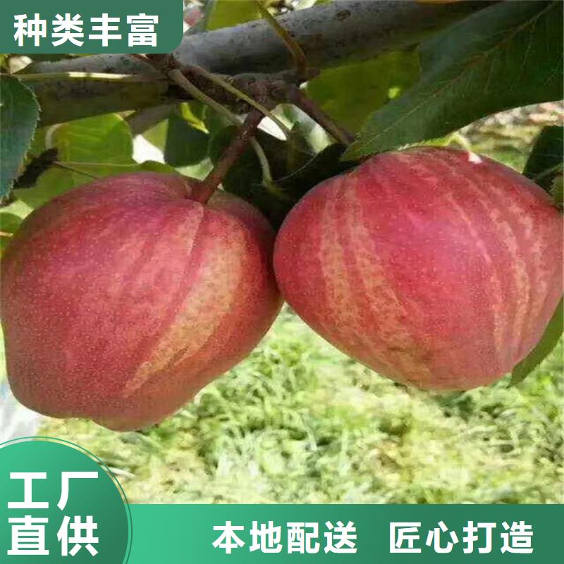 梨树-草莓苗高品质诚信厂家