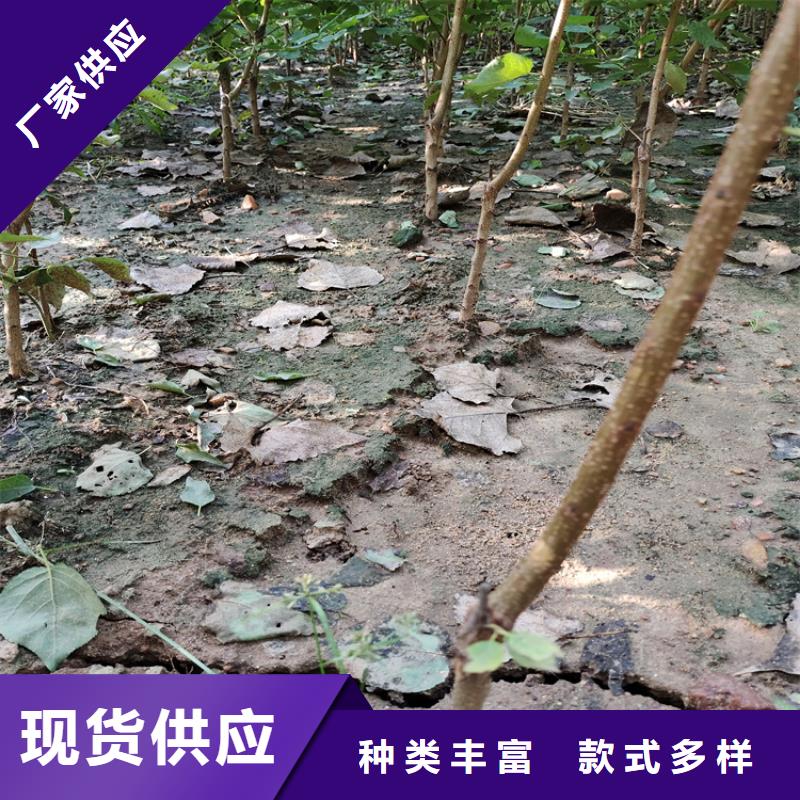 梨树嘎啦苹果满足您多种采购需求