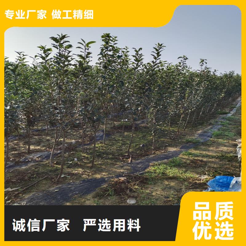 梨树西瓜苗经验丰富品质可靠