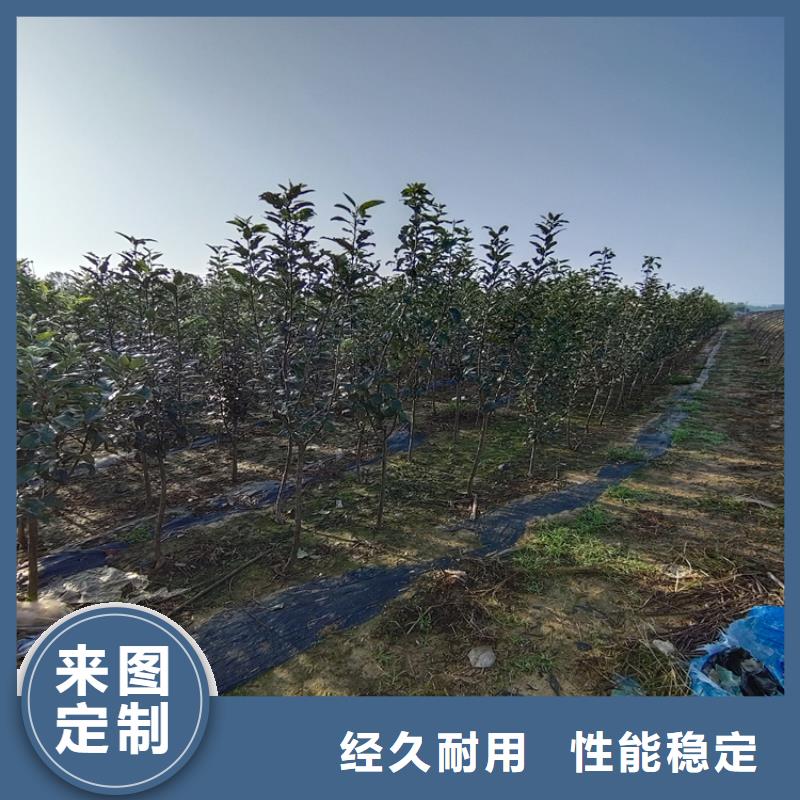 梨树苹果苗质量无忧