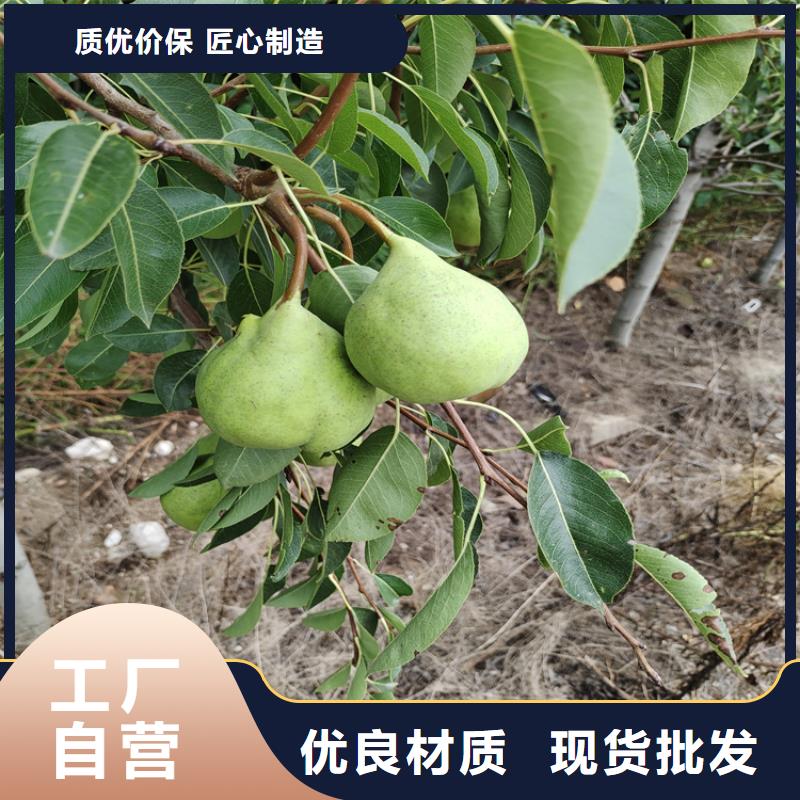 梨树嘎啦苹果满足您多种采购需求