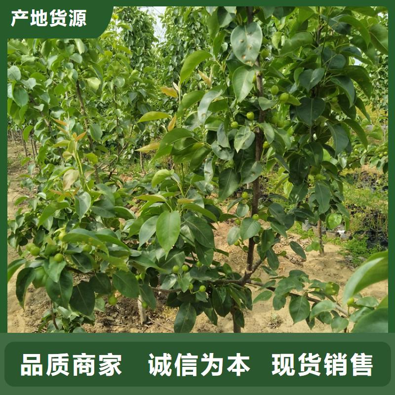 梨树嘎啦苹果满足您多种采购需求