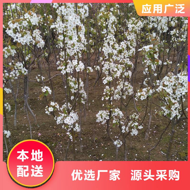 梨树嘎啦苹果满足您多种采购需求