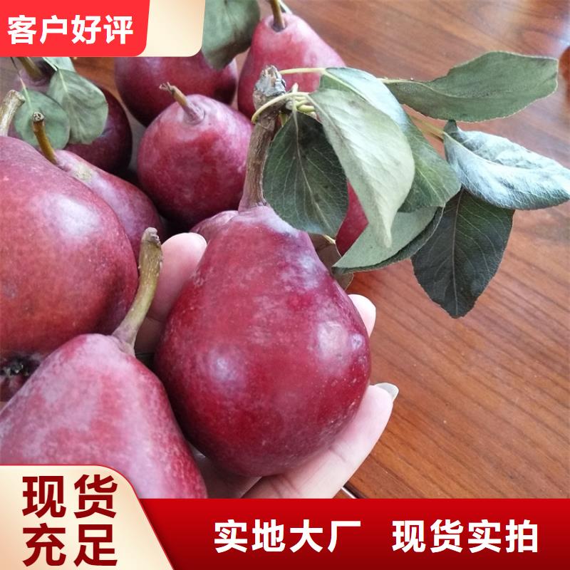 梨树嘎啦苹果满足您多种采购需求