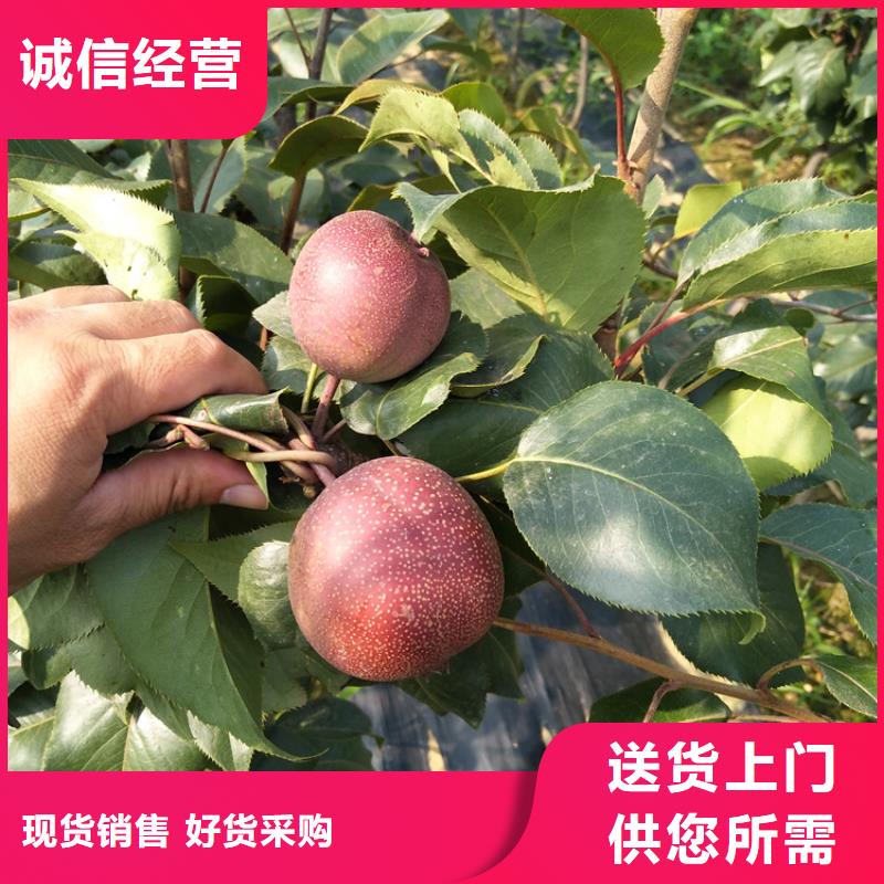 梨树嘎啦苹果满足您多种采购需求