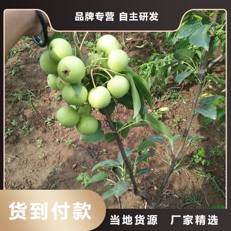 梨树嘎啦苹果满足您多种采购需求