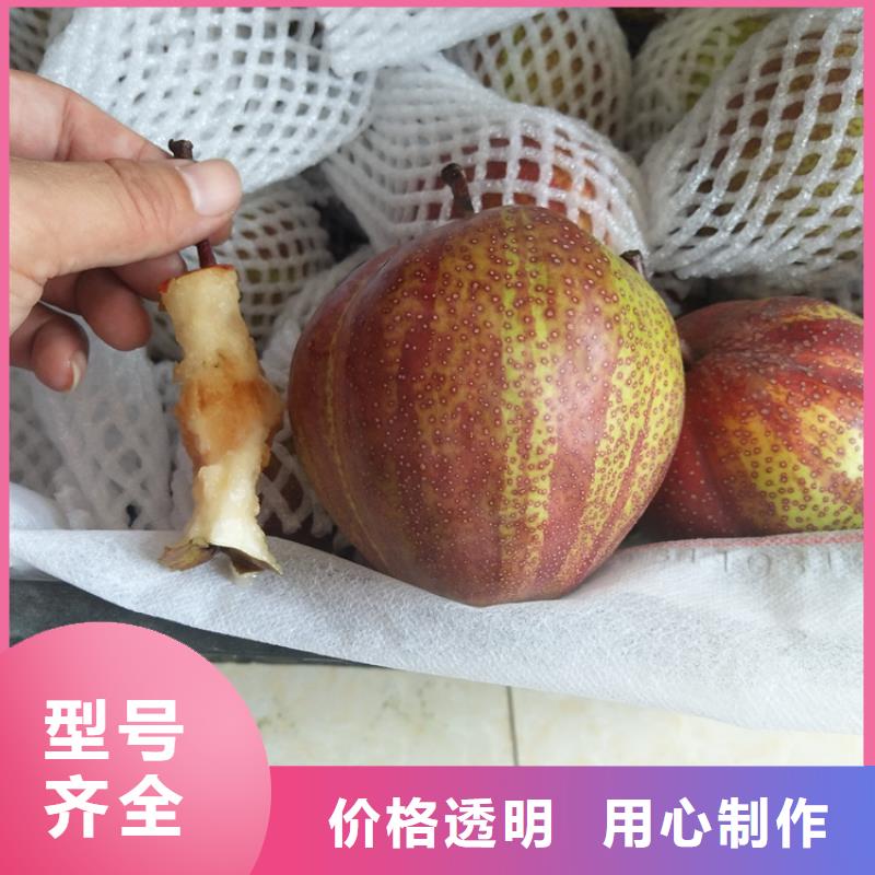 梨树嘎啦苹果满足您多种采购需求