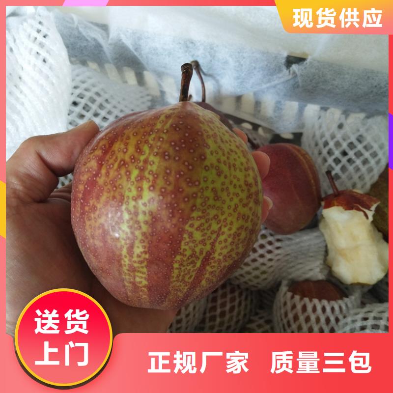 梨树嘎啦苹果满足您多种采购需求