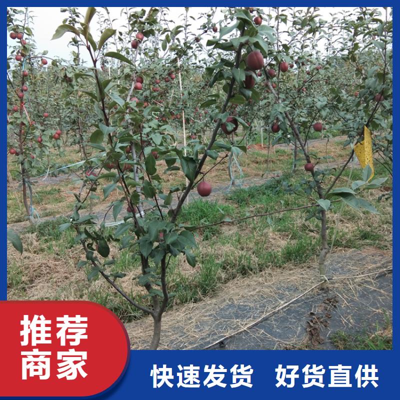 梨树桃树苗厂家现货供应