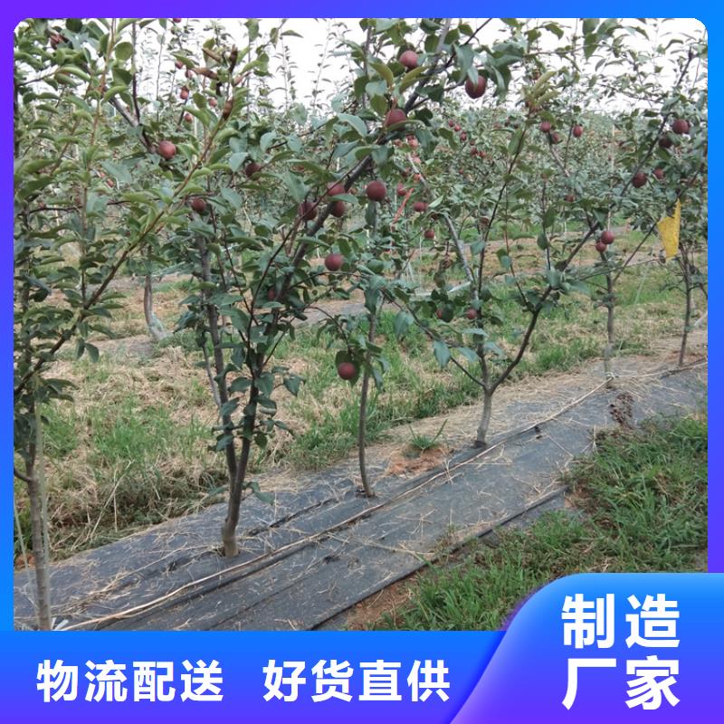 梨树-草莓苗高品质诚信厂家