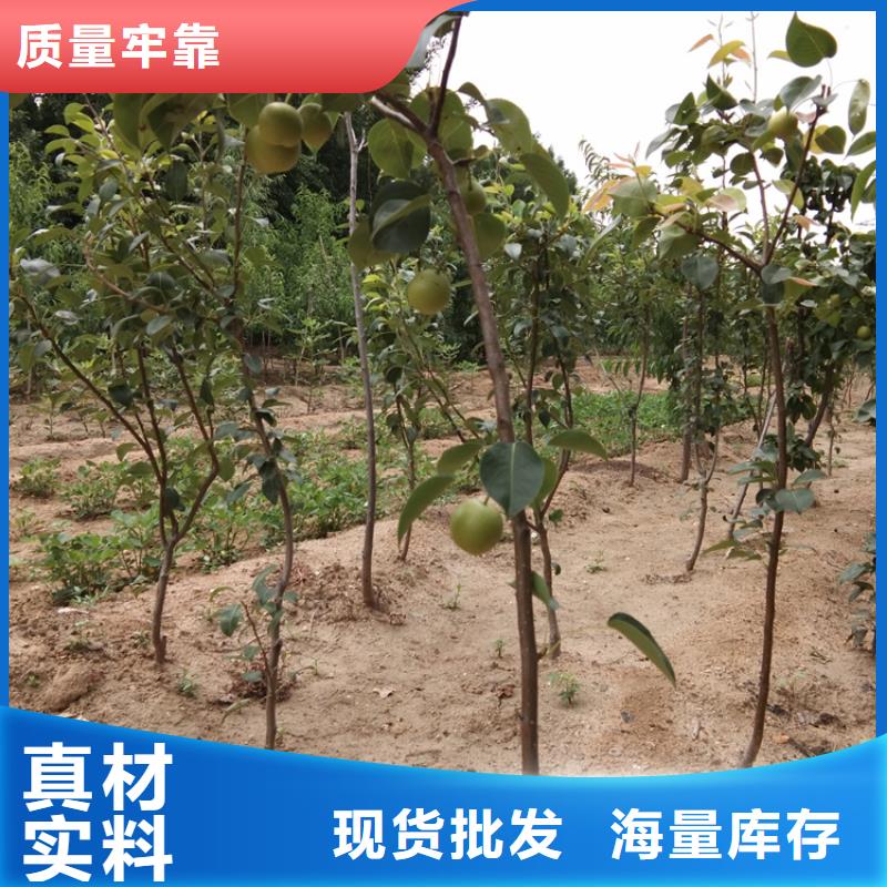 梨树-草莓苗高品质诚信厂家