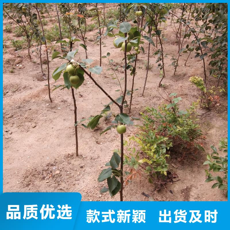 梨树嘎啦苹果满足您多种采购需求