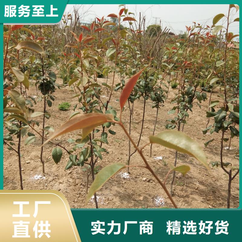 梨树-苹果苗放心购
