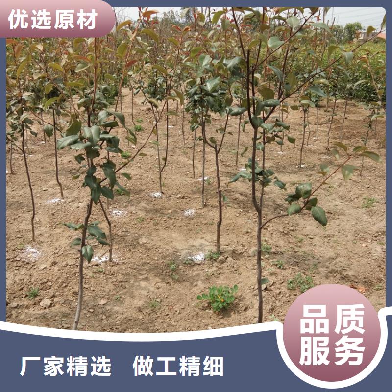 梨树嘎啦苹果满足您多种采购需求