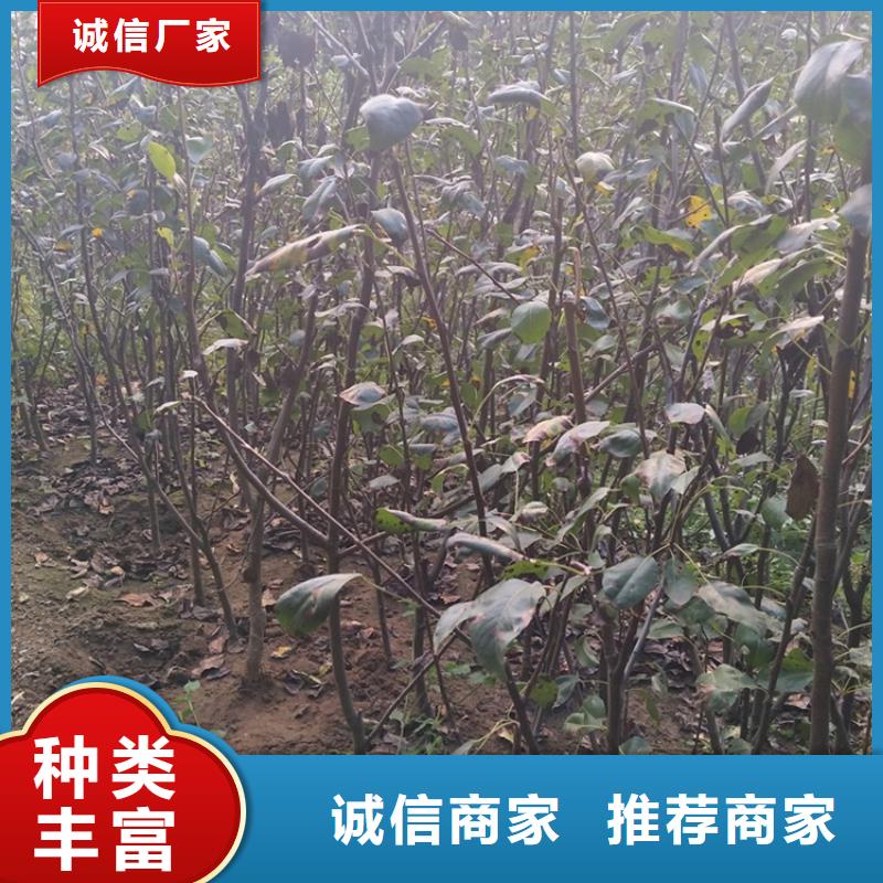 梨树桃树苗厂家现货供应