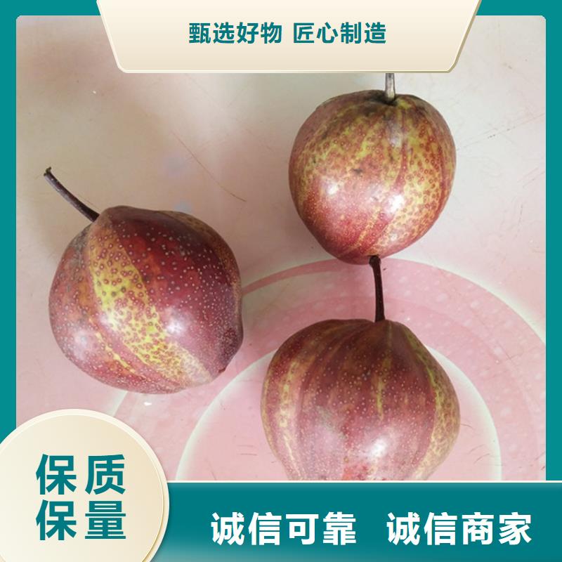 梨树桃树苗厂家现货供应