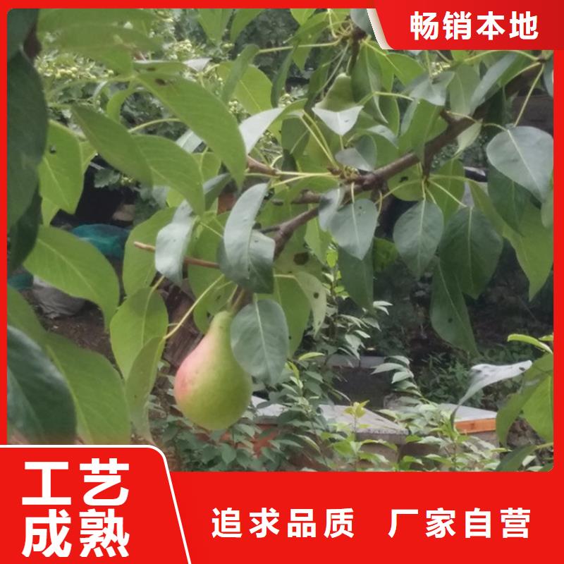 梨树嘎啦苹果满足您多种采购需求