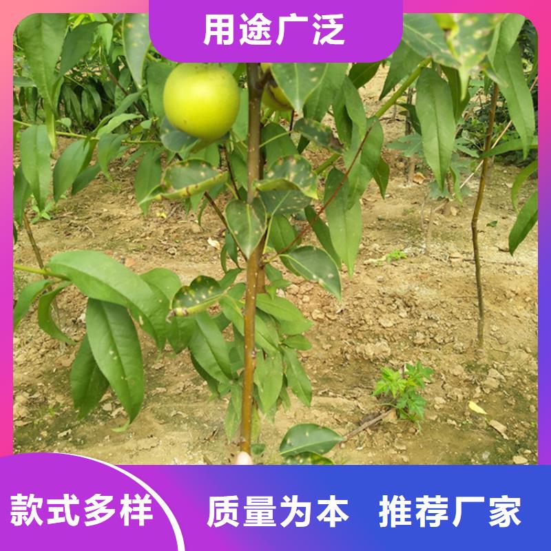 梨树嘎啦苹果满足您多种采购需求