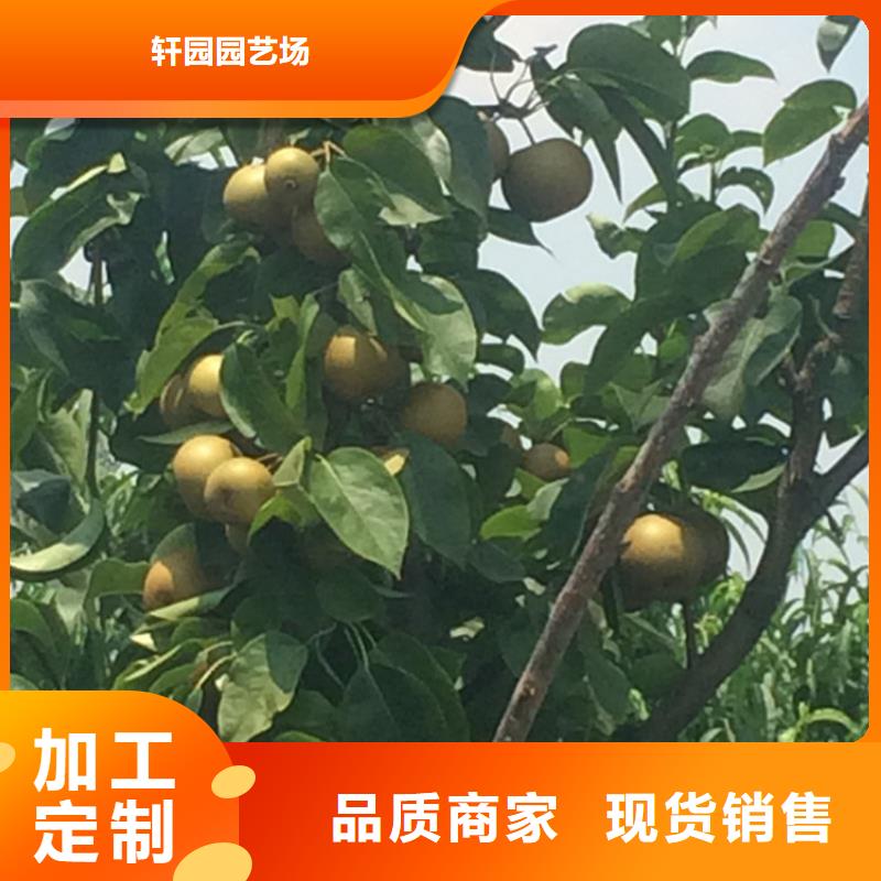 梨树-苹果苗放心购