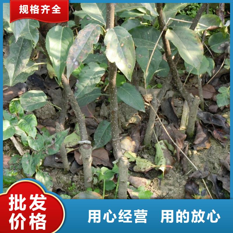 梨树-草莓苗高品质诚信厂家
