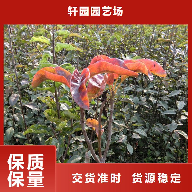 梨树嘎啦苹果满足您多种采购需求