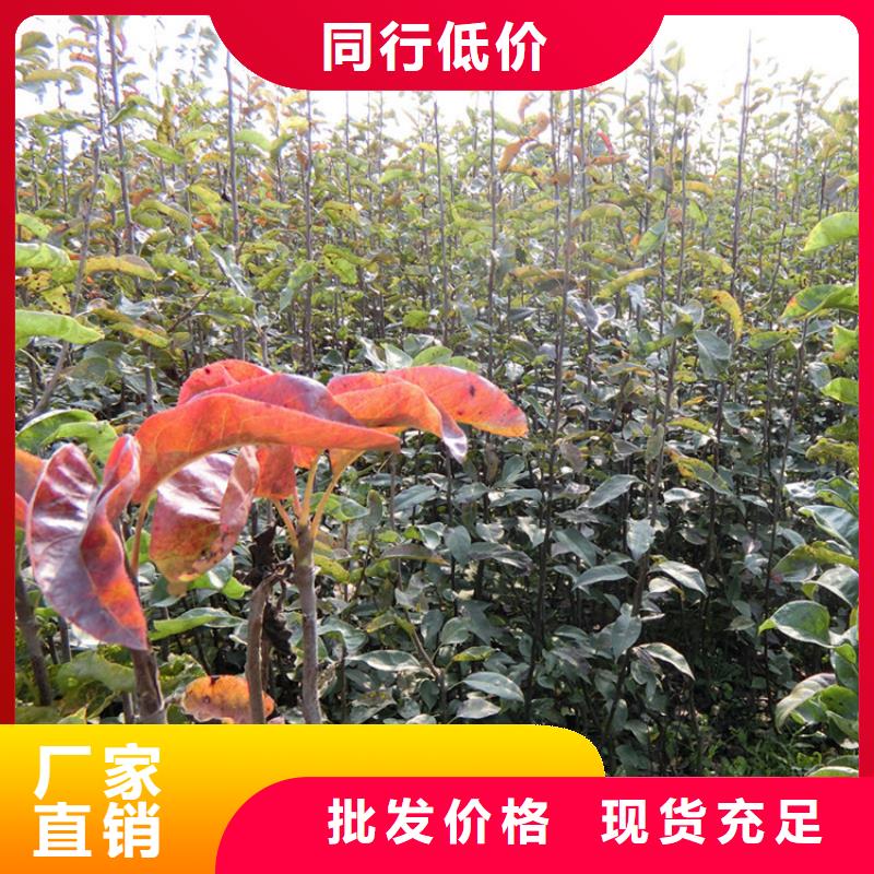 梨树嘎啦苹果满足您多种采购需求