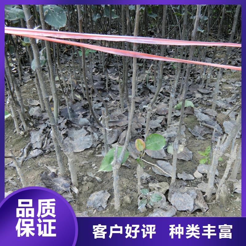 梨树嘎啦苹果满足您多种采购需求