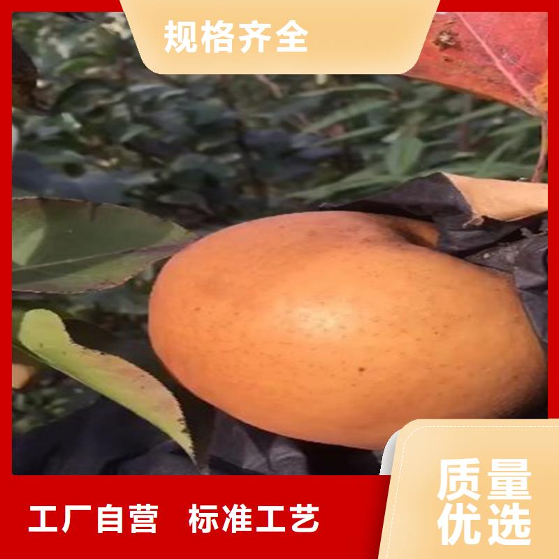 梨树-苹果苗放心购
