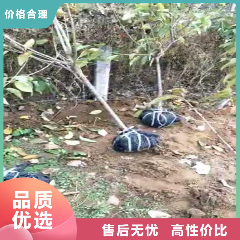 彩虹梨树苗育苗基地