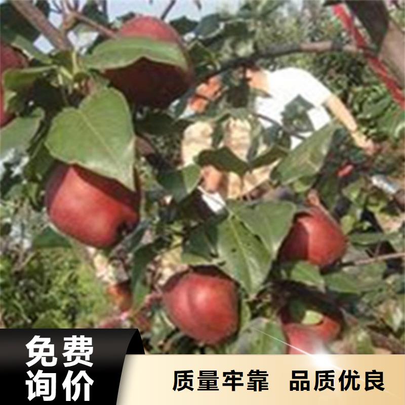 梨树苹果苗质量无忧