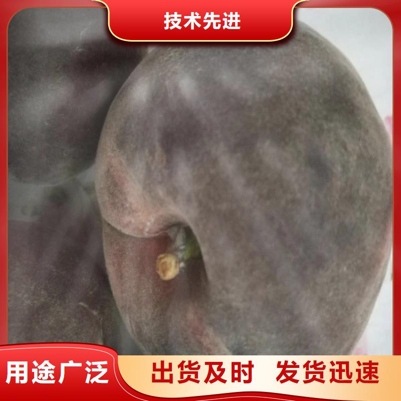 桃葡萄苗甄选好厂家