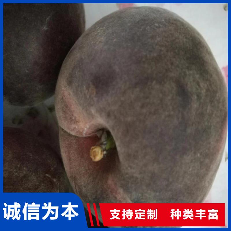 桃-无花果苗老客户钟爱