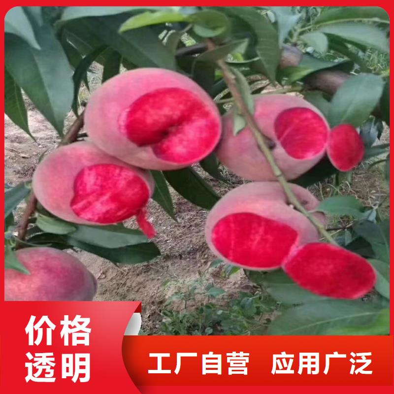 桃樱桃苗设备齐全支持定制