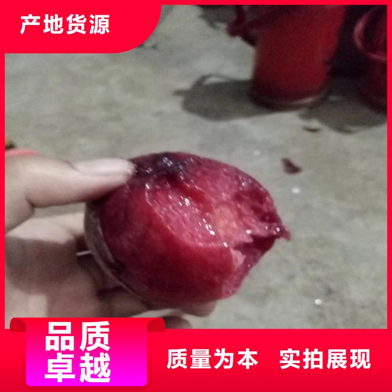 桃葡萄苗甄选好厂家