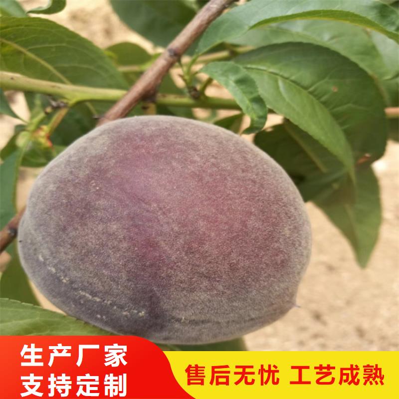 桃樱桃苗设备齐全支持定制