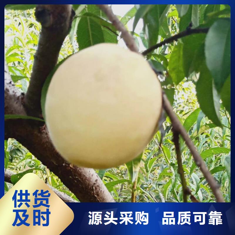 桃葡萄苗甄选好厂家