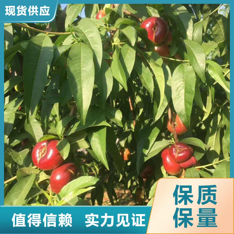 桃樱桃苗设备齐全支持定制