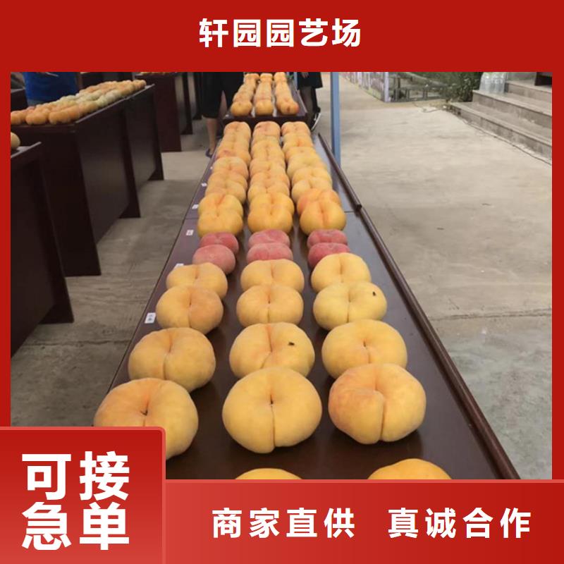 桃樱桃苗设备齐全支持定制