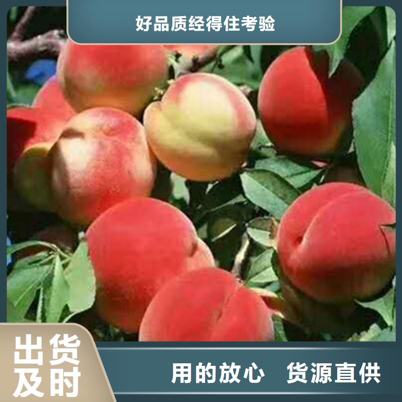 桃-无花果苗老客户钟爱
