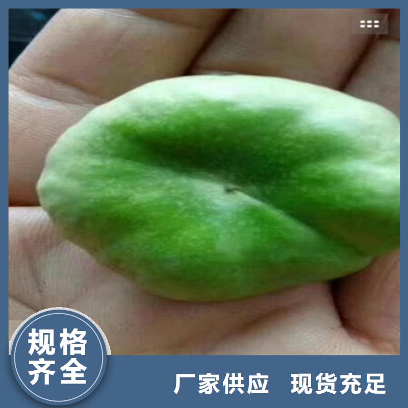 桃葡萄苗甄选好厂家