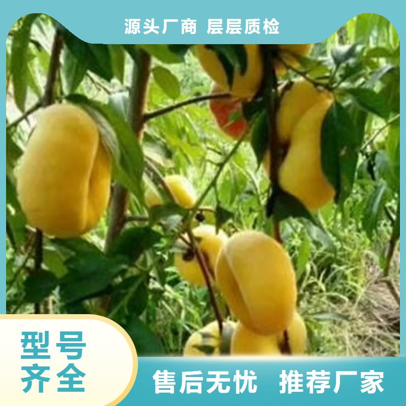 桃-无花果苗老客户钟爱