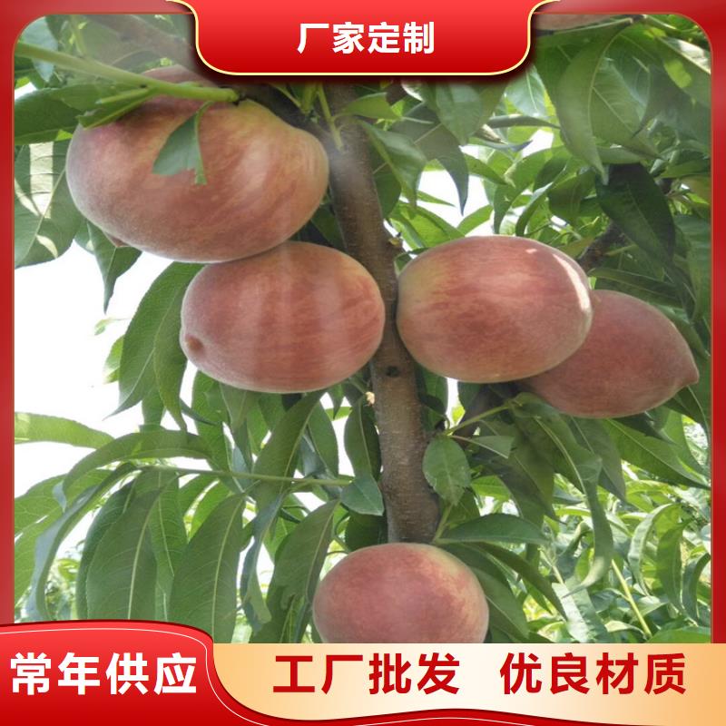 桃-无花果苗老客户钟爱