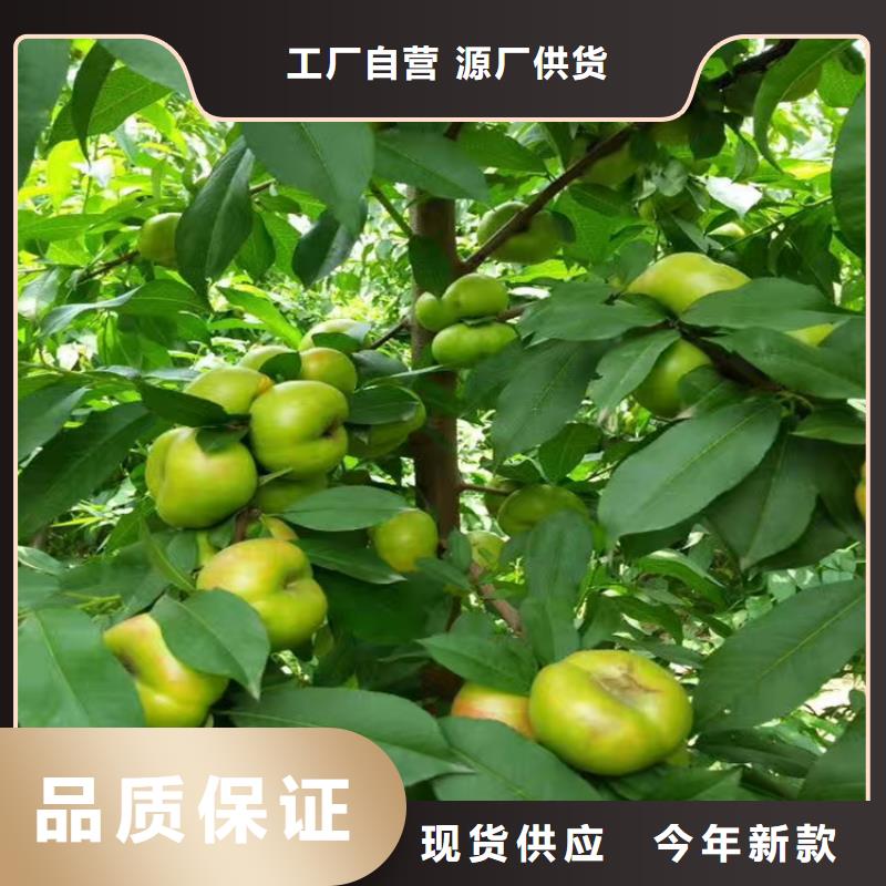 桃葡萄苗甄选好厂家