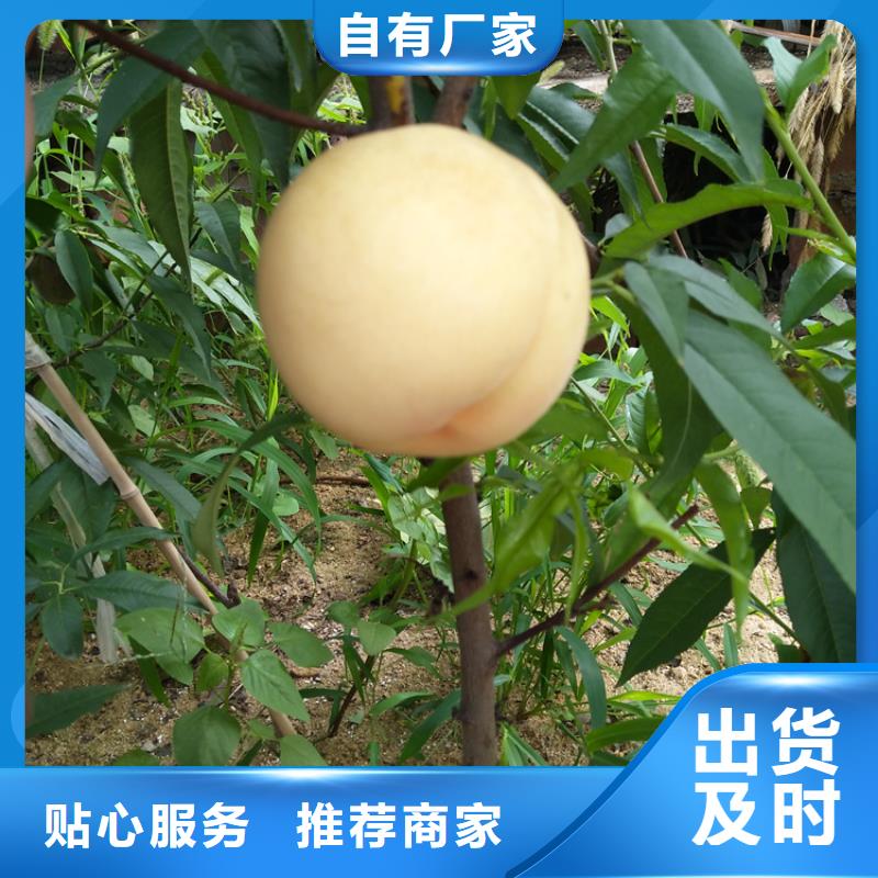 桃樱桃苗设备齐全支持定制