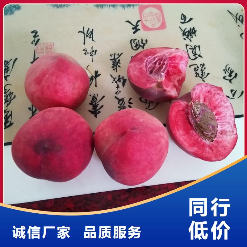 桃樱桃苗设备齐全支持定制